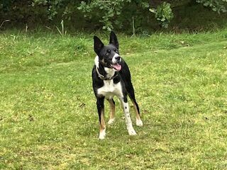 Male working border collie available for stud duties for sale in Moretonhampstead, Devon - Image 3