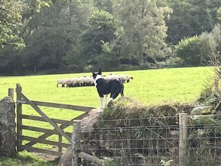 Male working border collie available for stud duties for sale in Moretonhampstead, Devon | Image 4