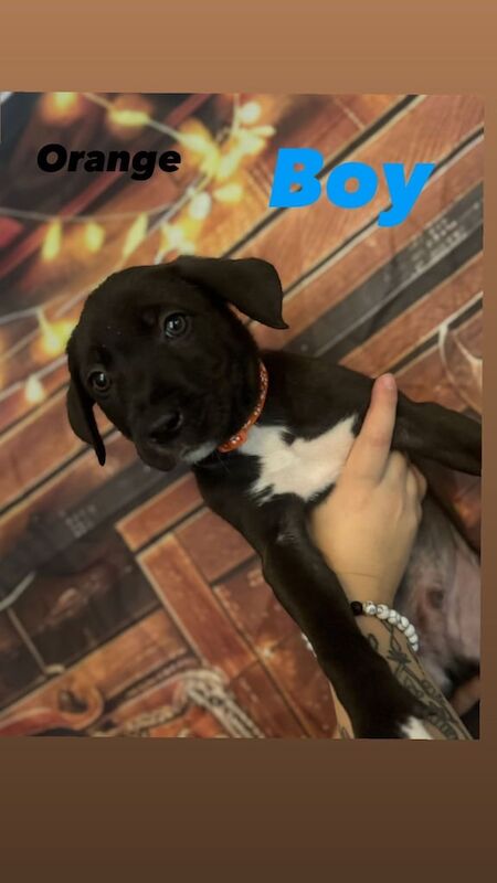 Border Collie Puppies For Sale