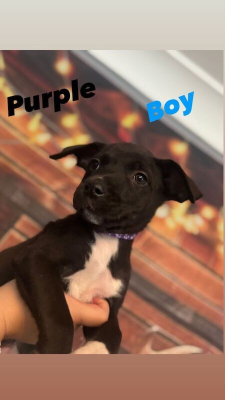 Border Collie puppies for sale in Great Dunmow, Essex – 11 weeks old
