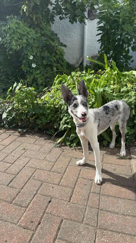 Border Collie puppies for sale in Wantage, Oxfordshire – 4 months old