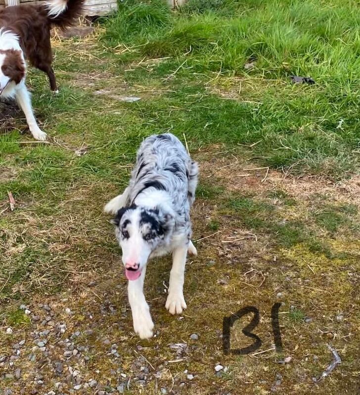 Merle Collie Pups - Image 3 of 4
