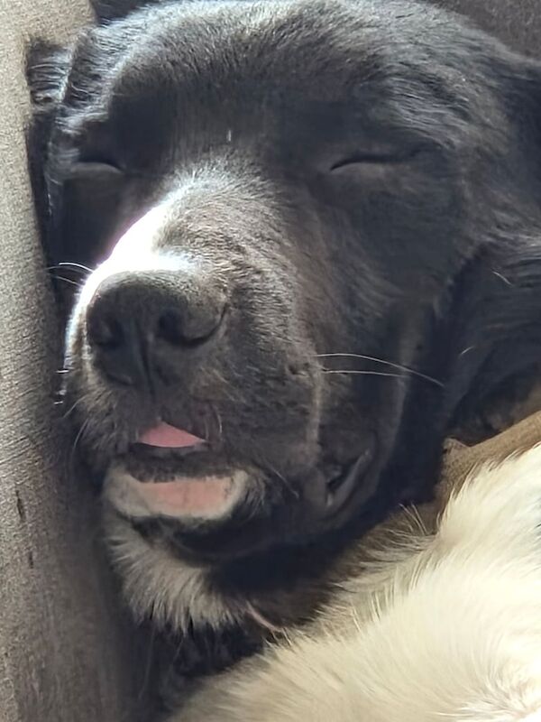 Border Collie puppies for sale in Hoddesdon, Hertfordshire – 11 months old