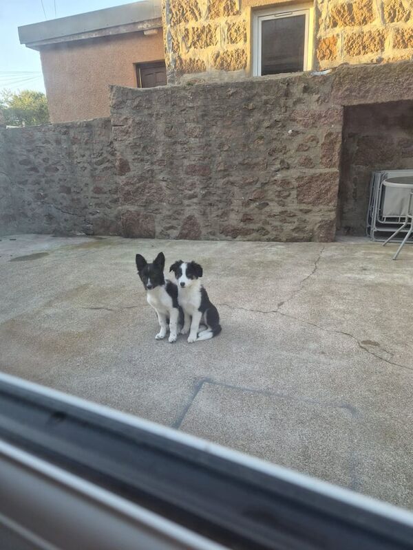 Border Collie puppies for sale in Peterhead, Aberdeenshire – 3 months old