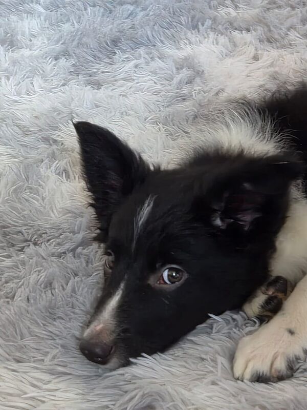 Border Collie puppies for sale in Peterhead, Aberdeenshire β 3 months old - Image 3 of 4