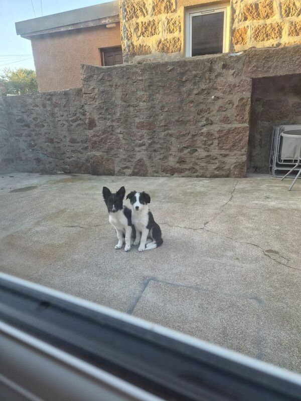 Border Collie puppies for sale in Peterhead, Aberdeenshire β 3 months old - Image 4 of 4