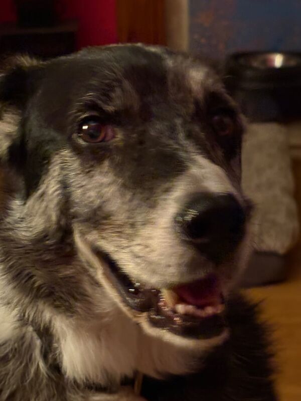 Border Collie puppies for sale in Maesteg, Mid Glamorgan – 9 years old