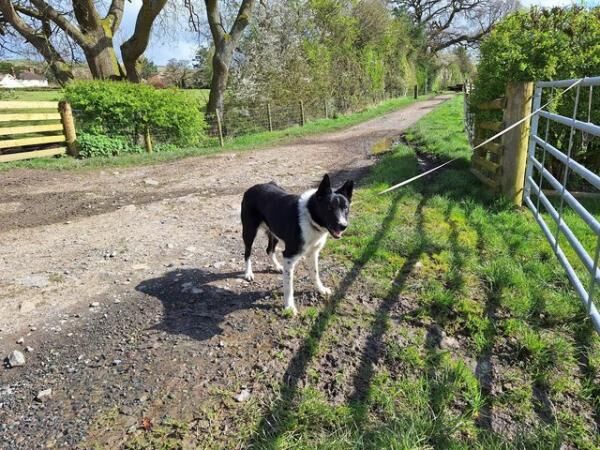 One year old, micro-chipped, border collie, Male for sale in Church Stretton, Shropshire