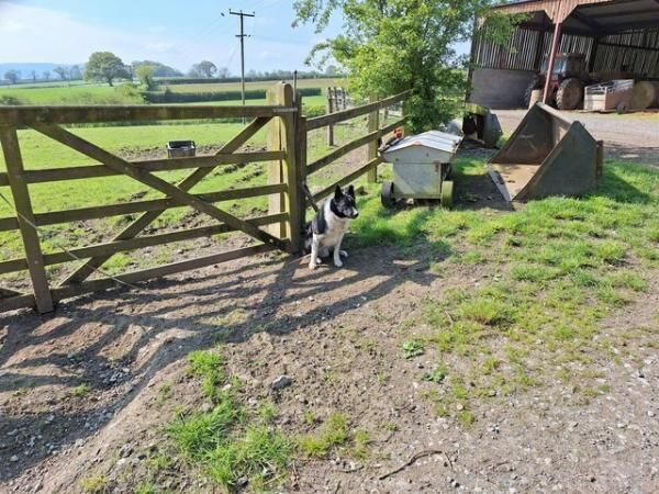 One year old, micro-chipped, border collie, Male for sale in Church Stretton, Shropshire - Image 2