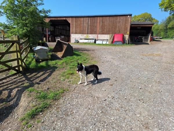 One year old, micro-chipped, border collie, Male for sale in Church Stretton, Shropshire - Image 3