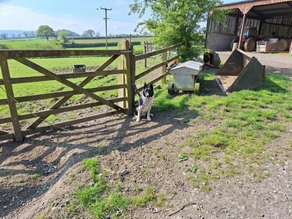 One year old, micro-chipped, border collie, Male for sale in Church Stretton, Shropshire - Image 4