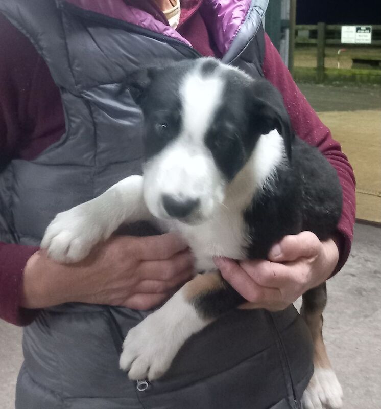 Border Collie puppies for sale in Rawtenstall, Lancashire – 6 weeks old - Image 11 of 11