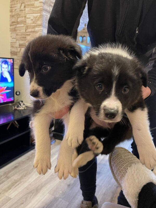 Pedigree Border collie pups for sale in Fort William/An Gearasdan, Highland - Image 4