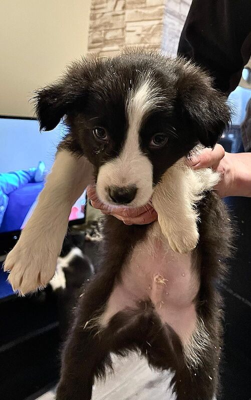 Pedigree Border collie pups for sale in Fort William/An Gearasdan, Highland - Image 8
