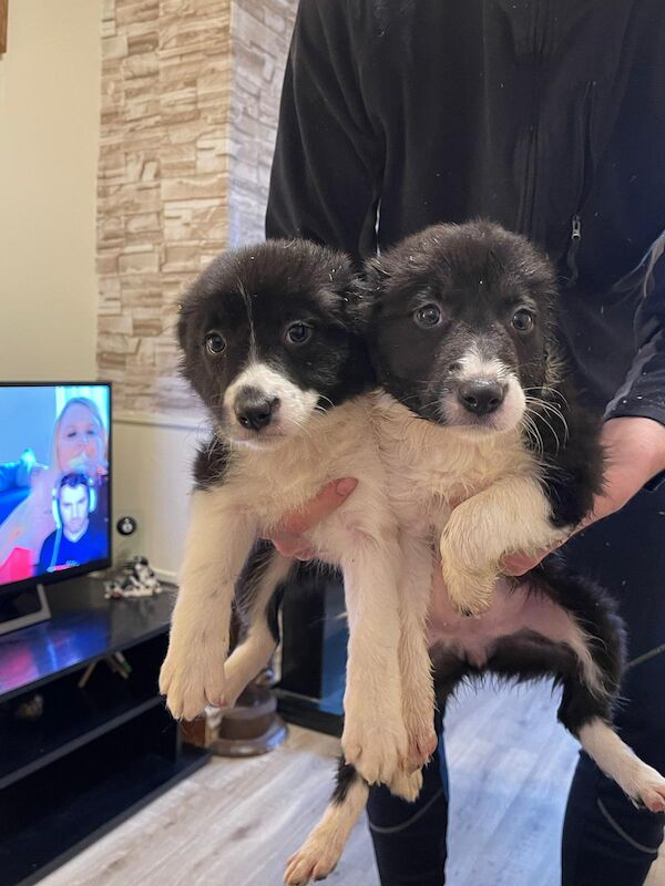 Pedigree Border collie pups for sale in Fort William/An Gearasdan, Highland - Image 9