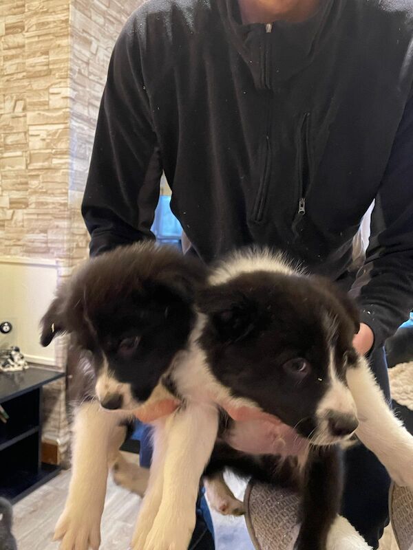 Pedigree Border collie pups for sale in Fort William/An Gearasdan, Highland - Image 10