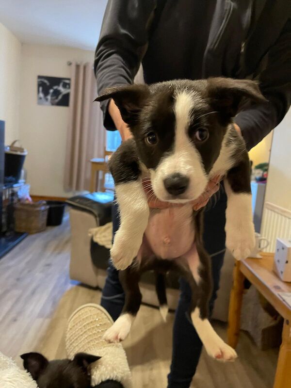 Pedigree Border collie pups for sale in Fort William/An Gearasdan, Highland - Image 13