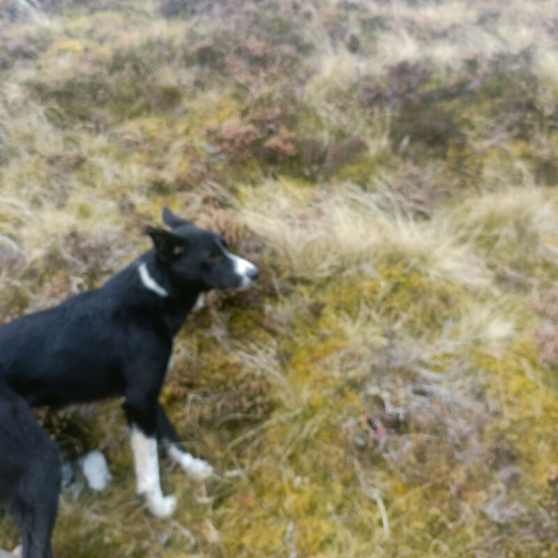 Pedigree Border collie pups for sale in Fort William/An Gearasdan, Highland - Image 11