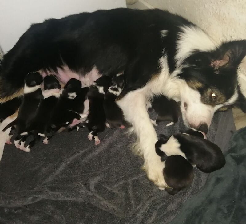 Pedigree Border collie pups for sale in Fort William/An Gearasdan, Highland - Image 15