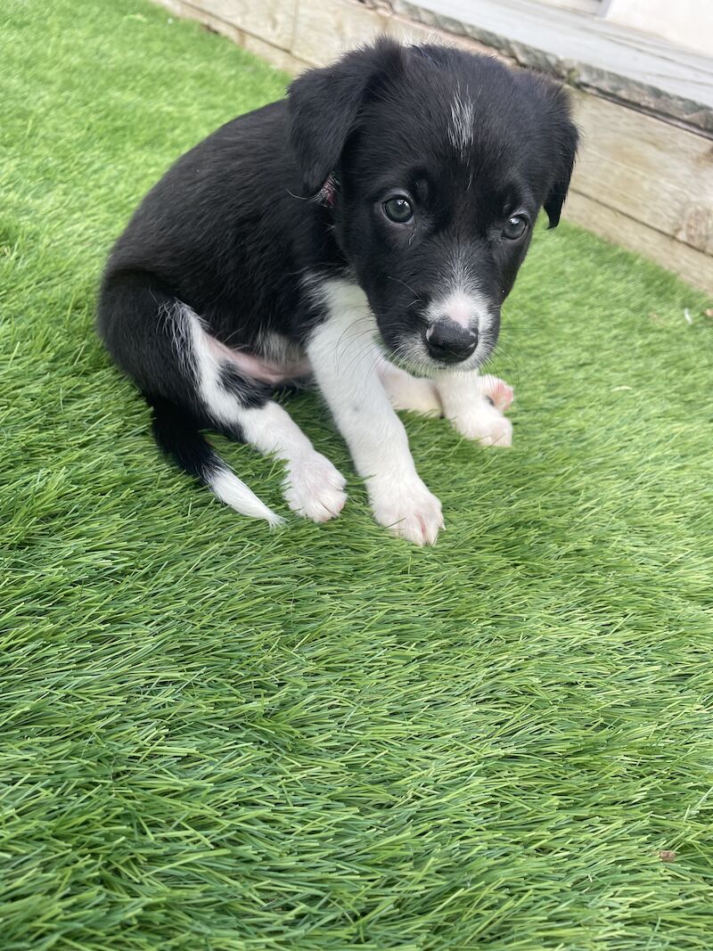 Pedigree border collies for sale in Leigh, Greater Manchester | Image 2