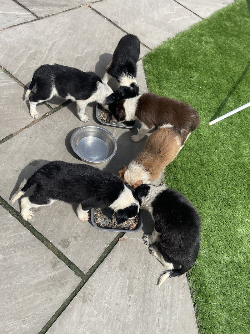 Pedigree border collies for sale in Leigh, Greater Manchester | Image 3