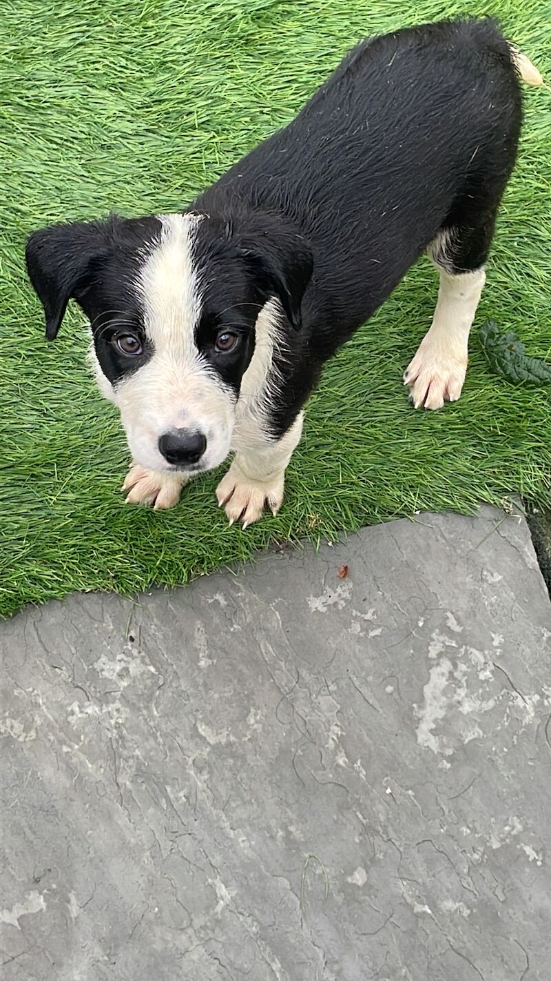 Pedigree border collies for sale in Leigh, Greater Manchester