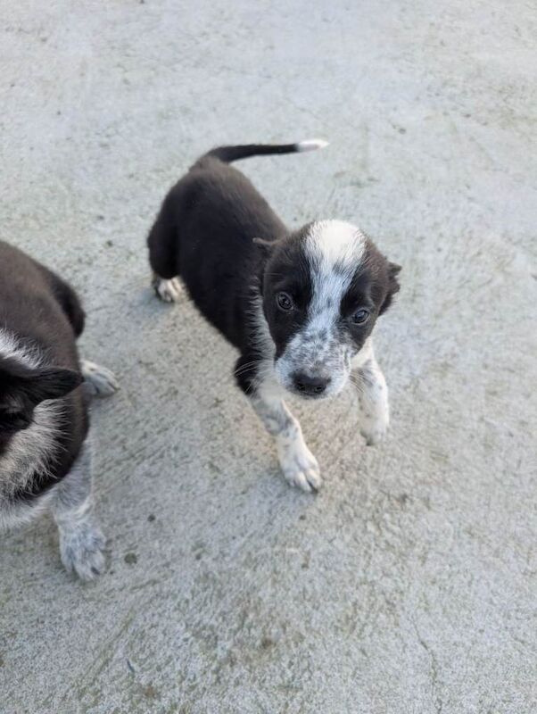 Border Collie puppies for sale in Portaferry, County Down – 7 weeks old