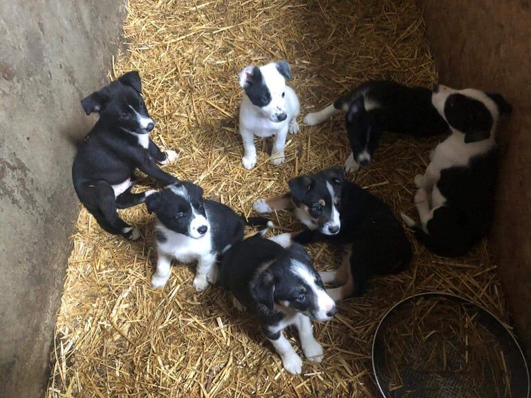 Border Collie puppies for sale in Newry, County Armagh β 7 weeks old