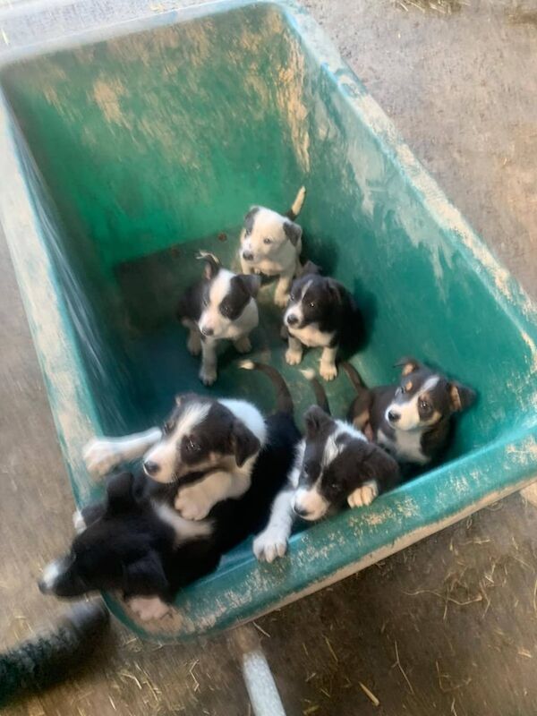Border Collie puppies for sale in Newry, County Armagh – 7 weeks old - Image 3 of 3