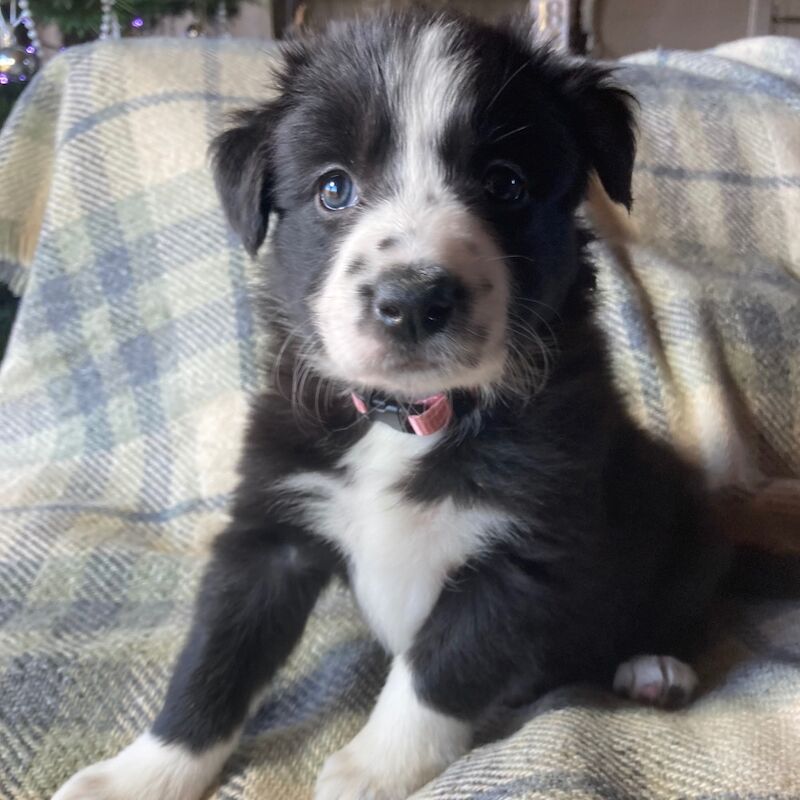 Pedigree Collie pups for sale in Worcester, Worcestershire | Image 2