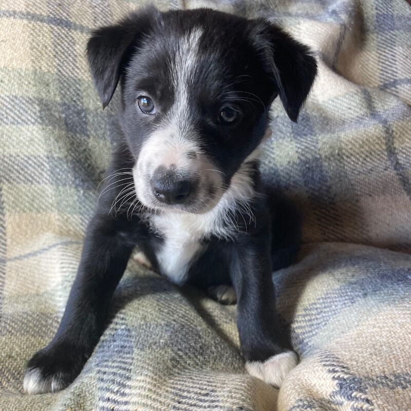 Pedigree Collie pups for sale in Worcester, Worcestershire | Image 3
