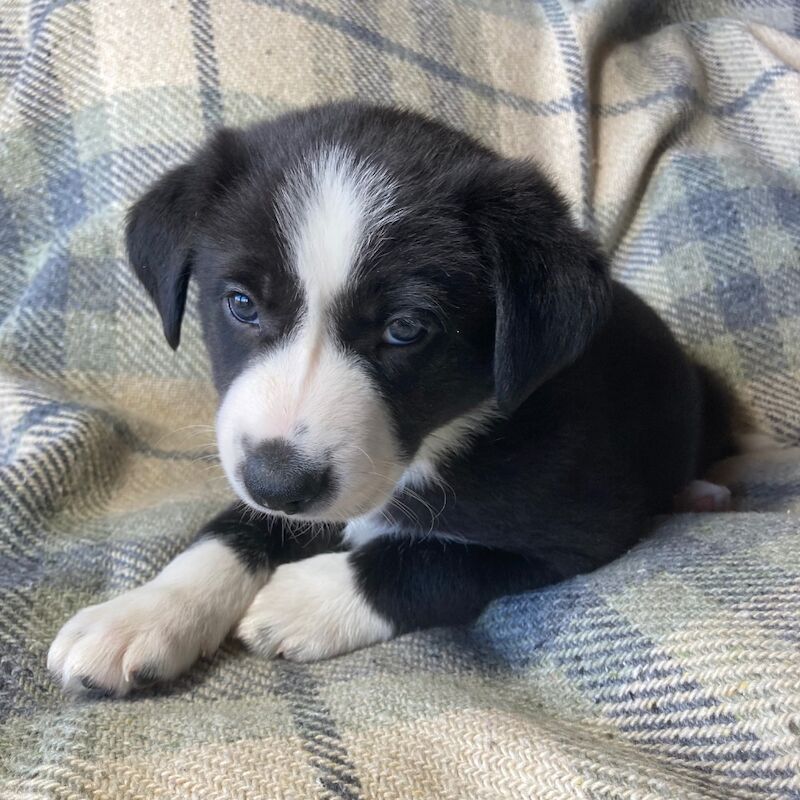Pedigree Collie pups for sale in Worcester, Worcestershire | Image 4