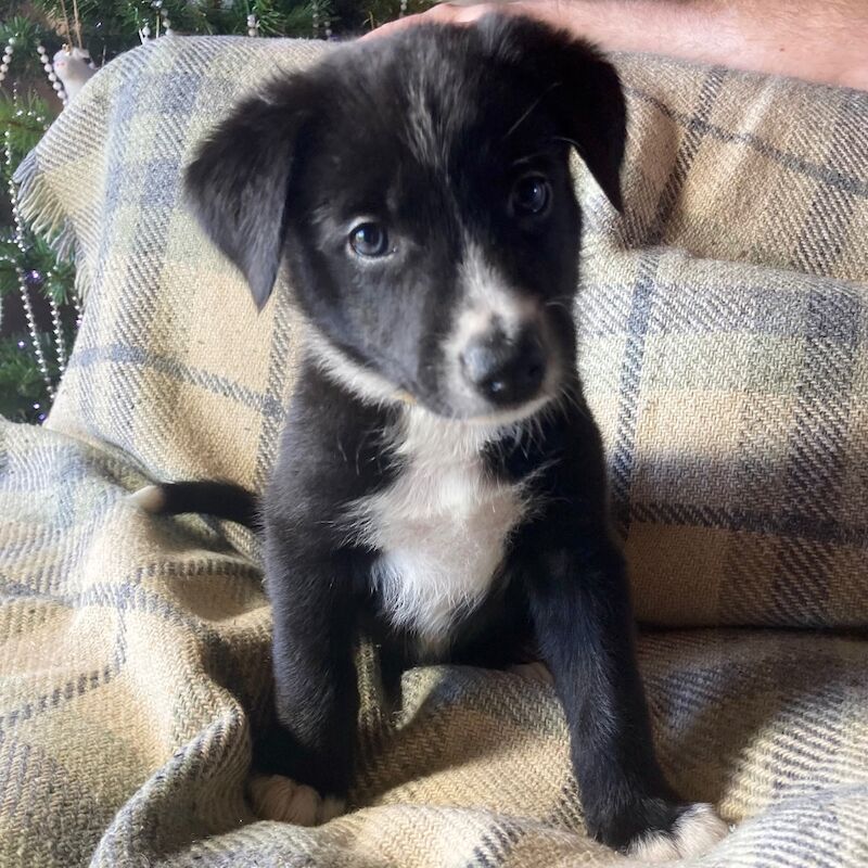Border Collie puppies for sale in Worcester, Worcestershire – 8 months old - Image 5 of 5