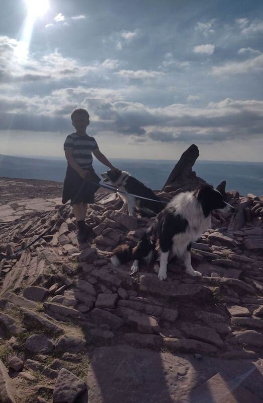 Kennel Club Registered Border Collie Puppies For Sale