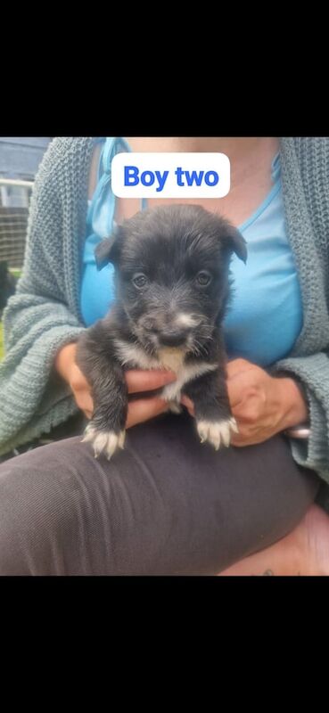 Puppies for sale in Shiremoor, Tyne and Wear