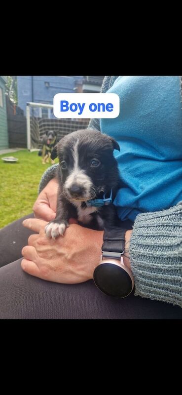 Puppies for sale in Shiremoor, Tyne and Wear | Image 2