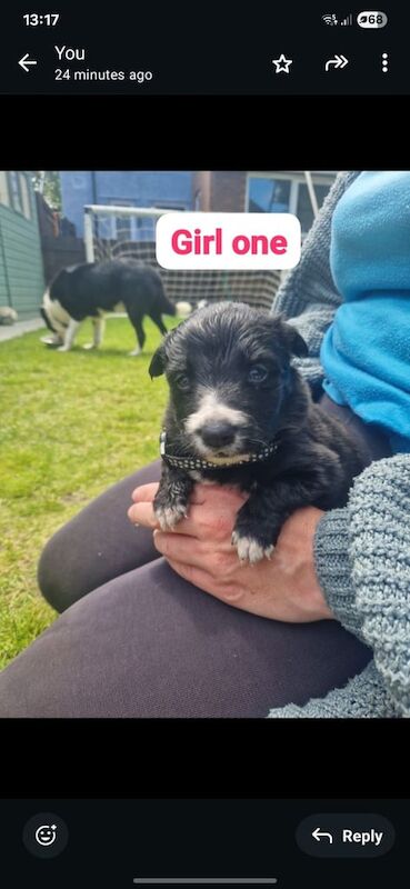 Puppies for sale in Shiremoor, Tyne and Wear | Image 3