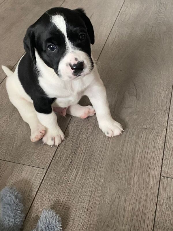 Puppies looking for loving homes
