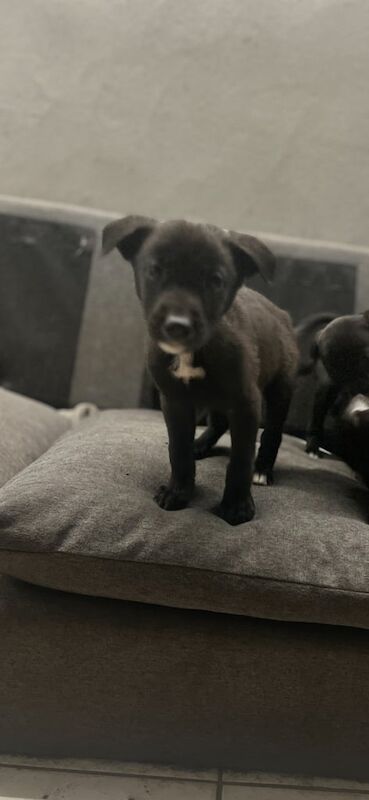 Border Collie puppies for sale in Bangor, County Down – 3 months old