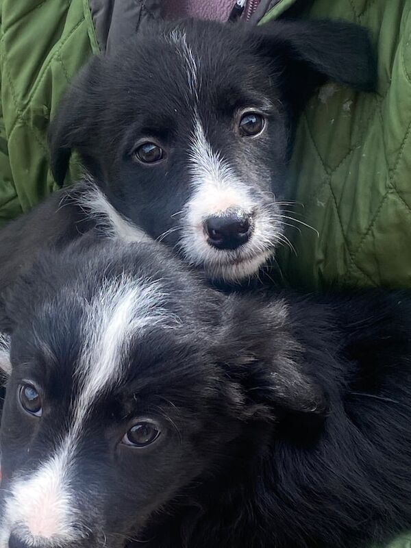 Puppy for sale in Derby, Derbyshire
