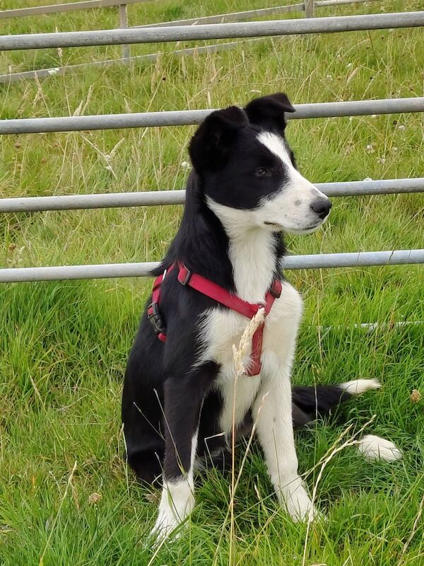 Border Collie puppies for sale in Haverfordwest / Hwlffordd, Dyfed – 6 months old