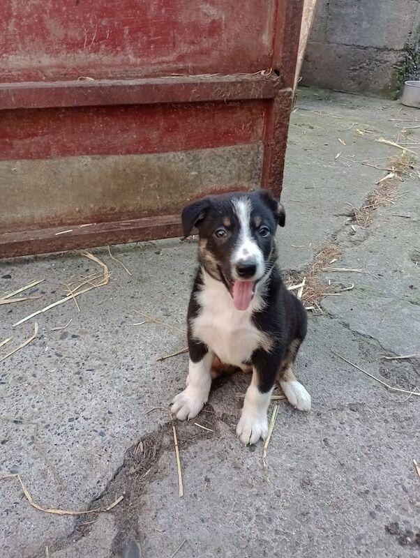 Border Collie puppies for sale in Kilkeel, County Down – 8 weeks old