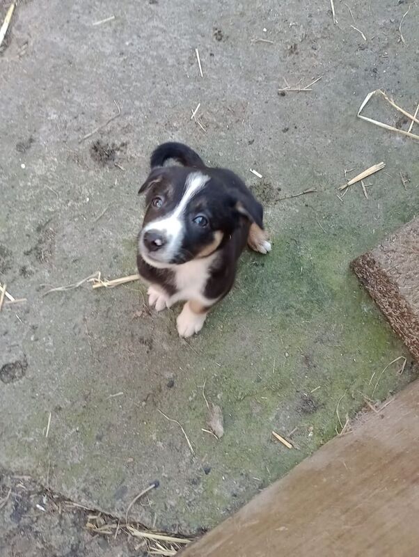 Border Collie puppies for sale in Kilkeel, County Down – 8 weeks old - Image 2 of 3