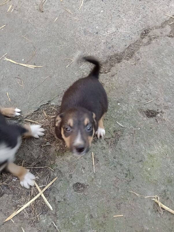 Border Collie puppies for sale in Kilkeel, County Down – 8 weeks old - Image 3 of 3