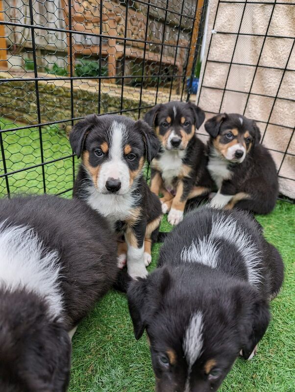 Pure Bred Tri colour Border Collie Puppies for sale in Kidlington, Oxfordshire - Image 7