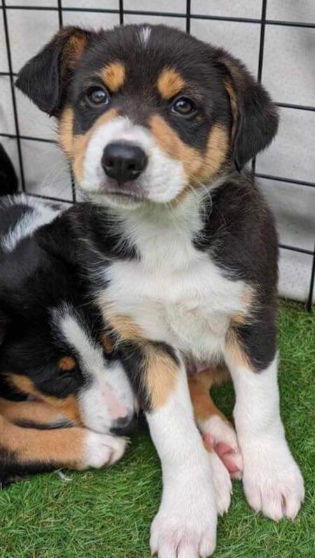 Pure Bred Tri colour Border Collie Puppies for sale in Kidlington, Oxfordshire - Image 1