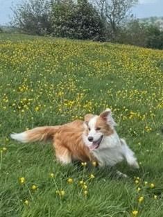 Border Collie puppies for sale in Bassaleg, Gwent – 11 months old