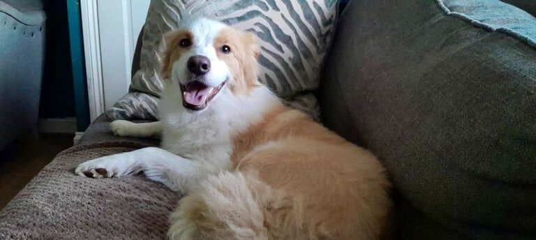 Border Collie puppies for sale in Bassaleg, Gwent – 11 months old - Image 2 of 3