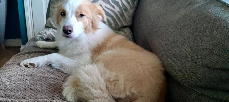 Border Collie puppies for sale in Bassaleg, Gwent – 11 months old - Image 3 of 3