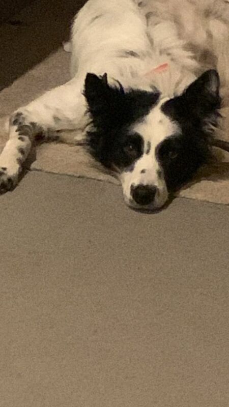 Border Collie puppies for sale in Highland Boath, Nairn – 1 year old